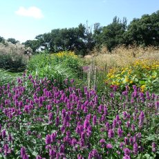 Summer Solstice Herbs & Plants Summer Solstice Herbs & Plants